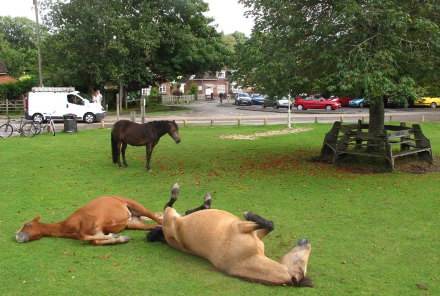 Horses In The New Forest